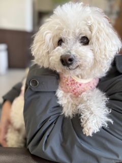 �Z�u���e�B�[��